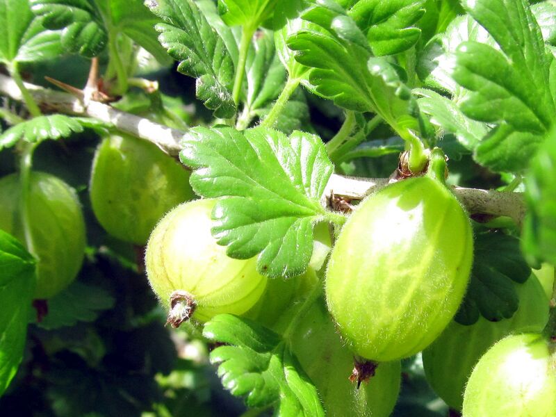 Datei:SG Ogrosl9.jpg