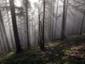 Waldweg vom Loicheck - ein idyllischer Nebeltag