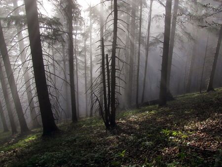 Waldweg vom Loicheck an idyllischen Nebeltag