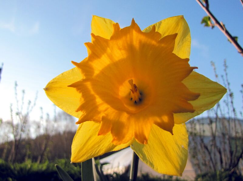 Datei:SG Gelbe Narzisse.jpg