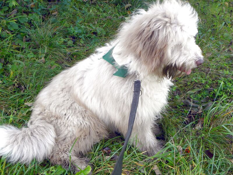 Datei:Paula im Gras.jpg