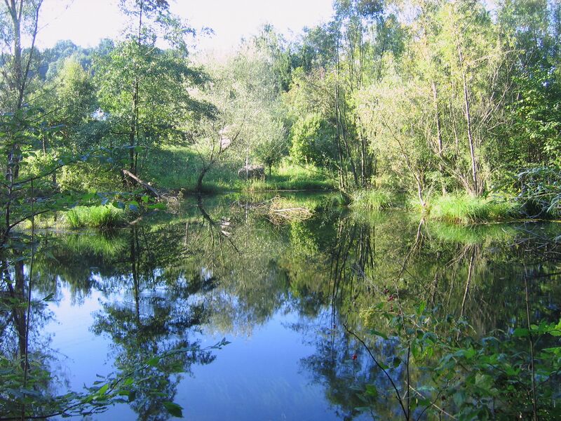 Datei:Natur am Steinschaler Teich.jpg