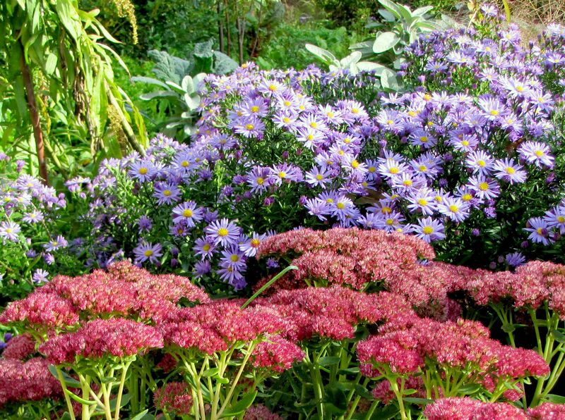 Datei:SG-Fette Henne u Chrisantheme.jpg