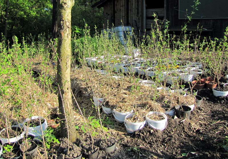 Datei:SG Dirndlvorat.jpg