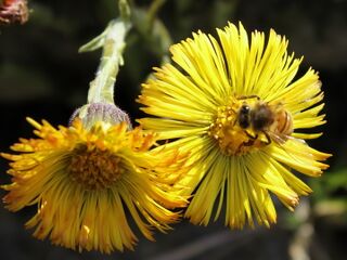 Huflattichblüte und Biene