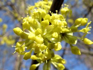 einmalige Dirndlblüte - einmalige Anblicke
