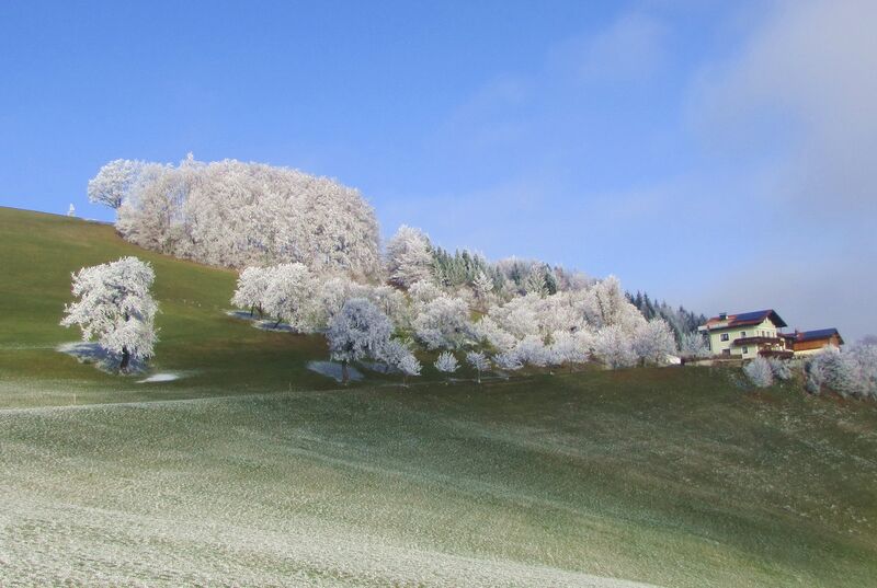 Datei:Raureif Gaisberg-Zufahrt.jpg