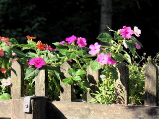 Blüten im Gastgarten