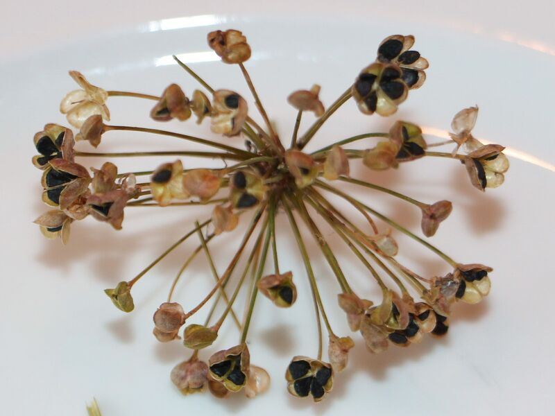 Datei:Samen Knolauch8.jpg