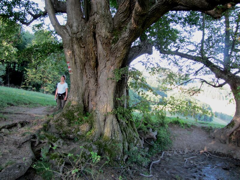 Datei:Bärnthaler Linde.jpg