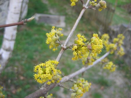 Dirndl in Blüte, Cornus mas