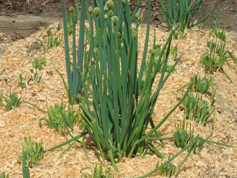 Datei:SG-Winterhecke Mulch2.jpg