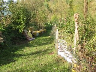 getopfte Dirndl in den Steinschaler Gärten - autochtone Nachzucht