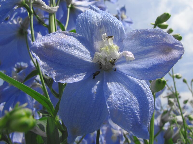 Datei:SG Ritterspornblüte.jpg