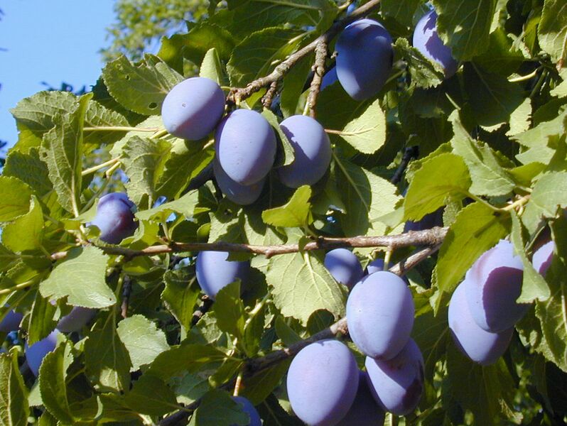 Datei:SG Zwetschken.jpg