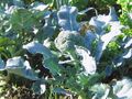 Broccoli im Pielachbettgarten