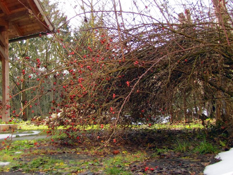 Datei:SG Südgarten Hängebutten.jpg