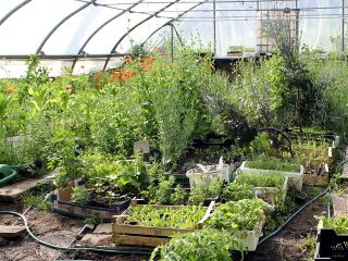 Folientunnel mit Blüte und Jungpflanzen