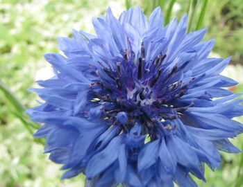 Kornblumenblüte; beliebte essabre Salatdeko