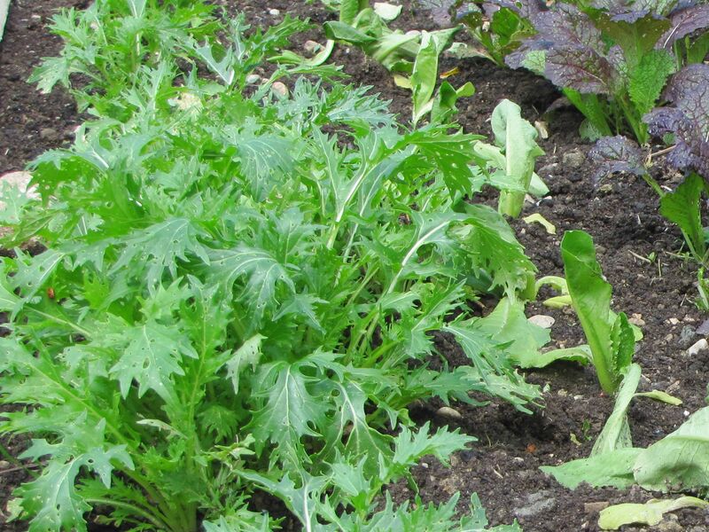 Datei:SG Mizuma1.jpg