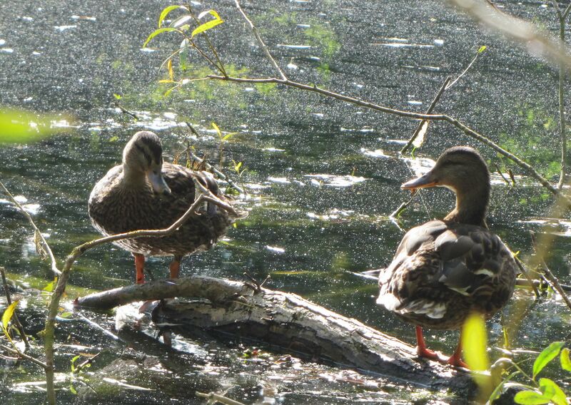 Datei:SG Teichenten.jpg