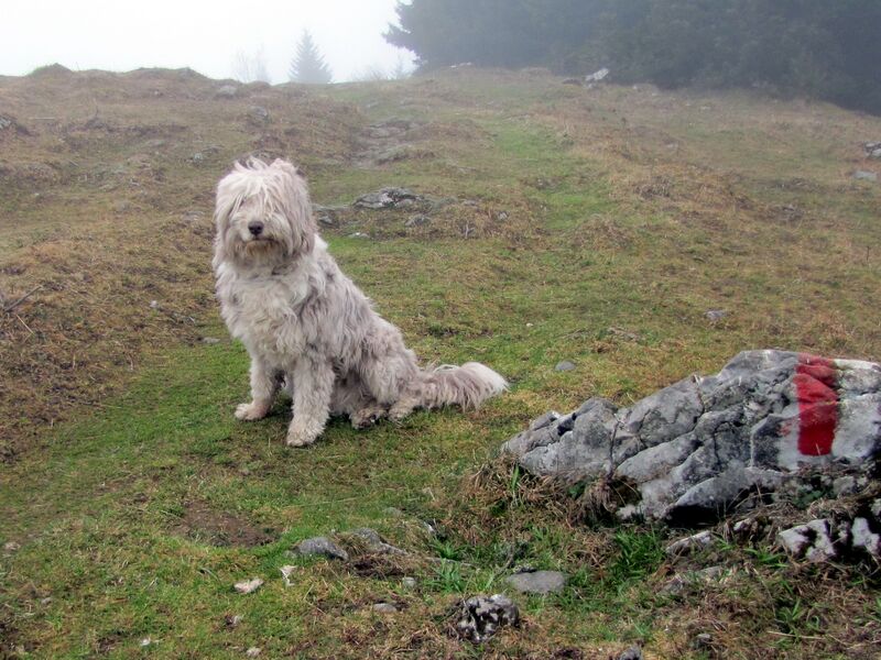 Datei:EST Nebel Paula Weide.jpg