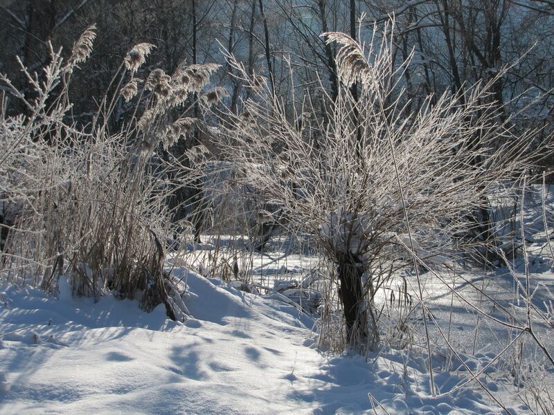 Datei:SG Kopfweide Winter.jpg