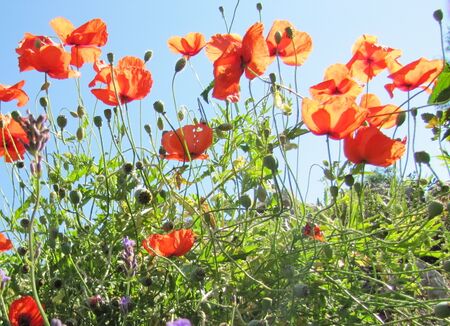 Mohnblüten