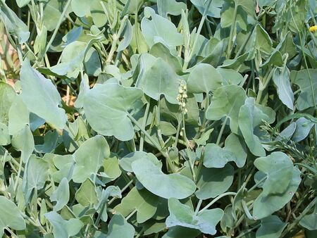 köstliche Salatwürze -Schildampfer