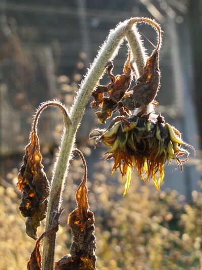 Sonnenblume im Frühwinter