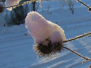 Steinschaler Gärten - Schnee