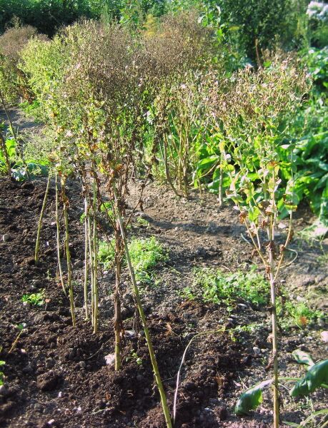 Datei:Salatpflanze mit Samenstand.jpg