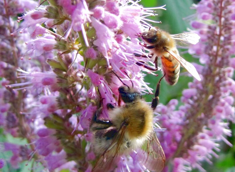 Datei:Sg Chines Gewürzstrauch Biene.jpg