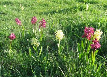 Orchideen Eisenstein 2009