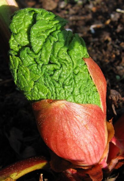 Datei:Rhabarber Sproß.jpg