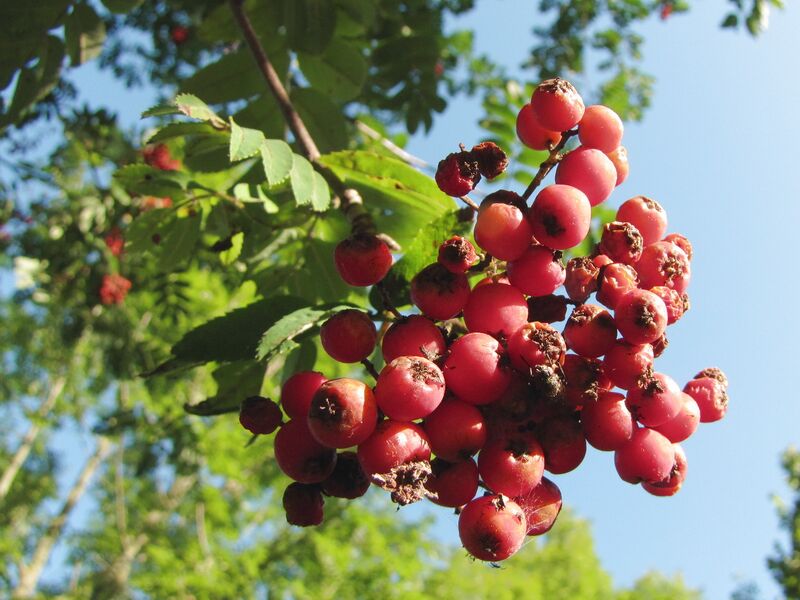 Datei:SG-Eberesche reif.jpg