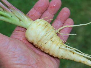 Pastinak - die köstliche Wurzel