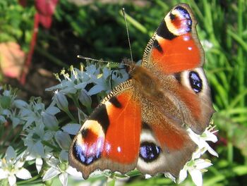 Schmetterling Steinschaler Garten