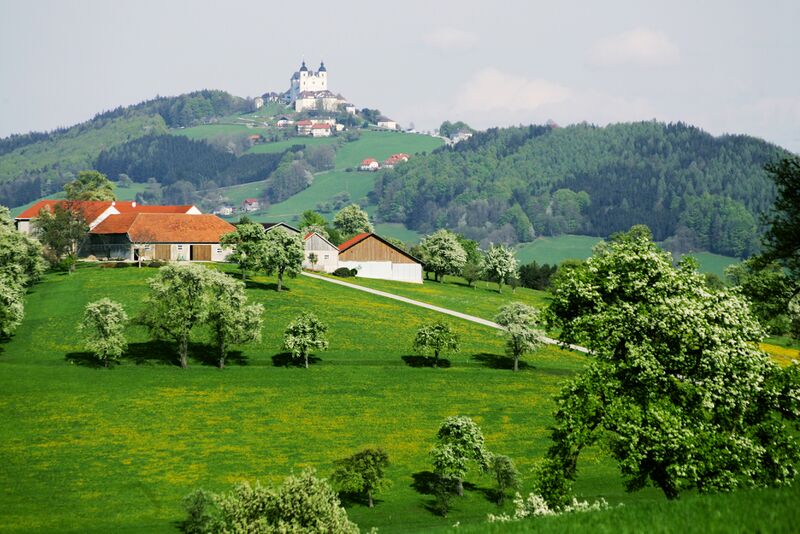Datei:Birnblüte beim Sonnatgberg.jpg