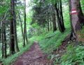 Waldweg