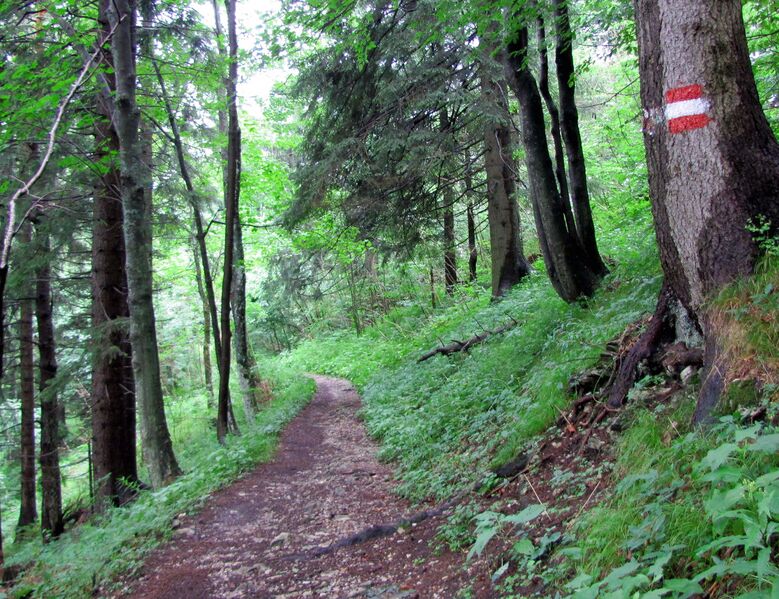 Datei:EST Waldweg.jpg