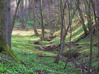Frühling im Rankelgraben