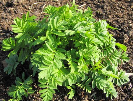 Baldrian im Frühjahr