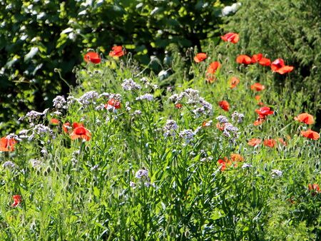 Blütenparadies im Naturgarten