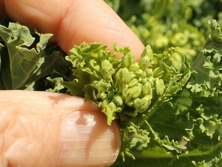 Palmkraut-Blütenknospen