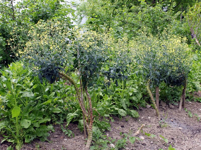 Datei:SG Palmkraut Blüte.jpg