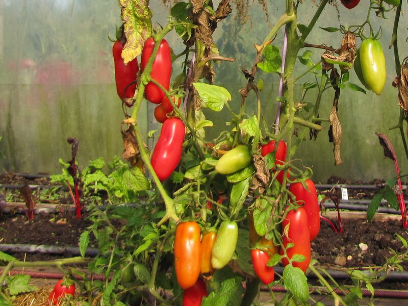 Datei:SG Paradeiser Stock.jpg