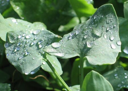 Schildampferblätter