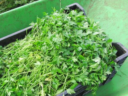 Petersilien-Ernte