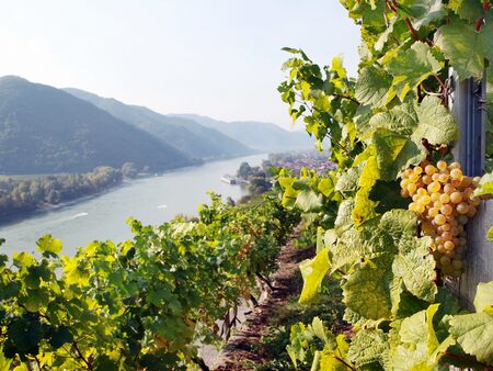 Wachauer Weingarten mit Donaublick